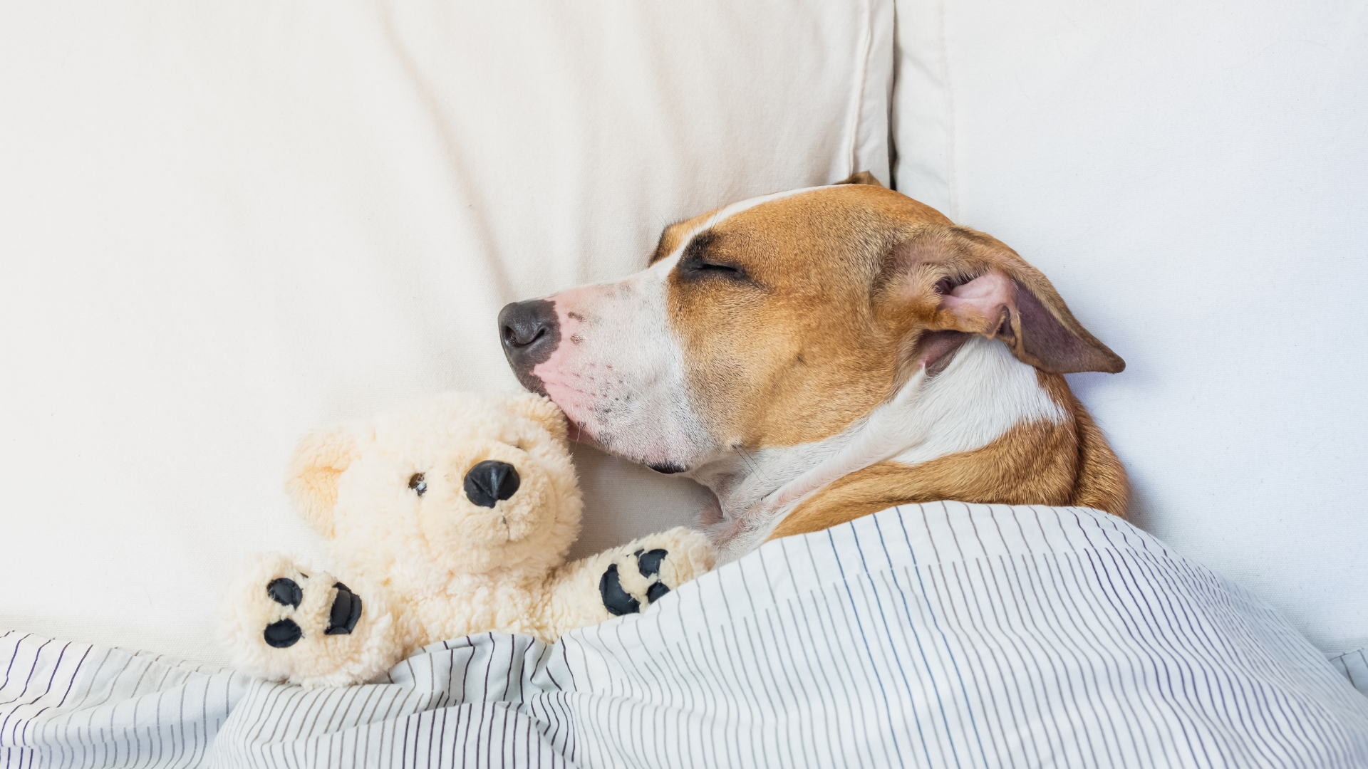 perrito dormiendo en una cama y tapado por una frazada
