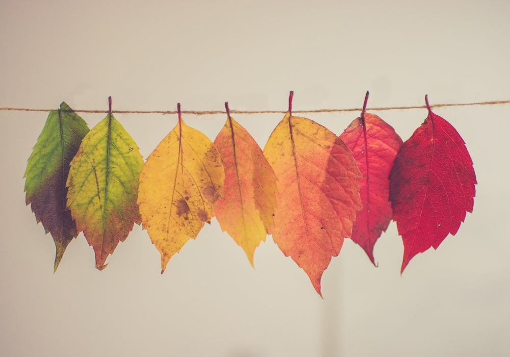 Colores Tendencia Para Tu Hogar Inspirados En El Otoño