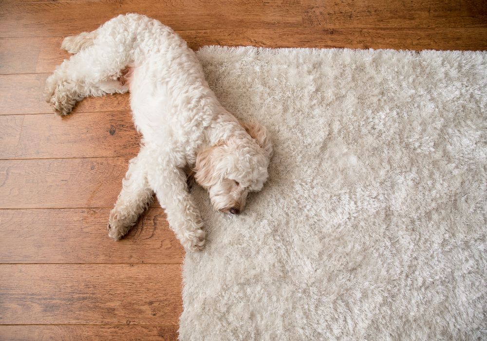 Truco efectivo para eliminar el olor a orina de la alfombra.