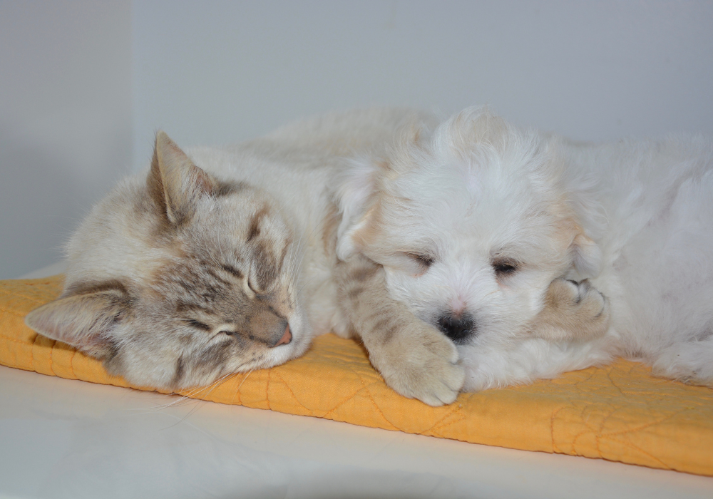 Elimina el Olor de Orina de Perro y Gato de tus Textiles: Consejos Efectivos